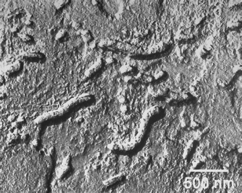 Alien Material 的图像结果