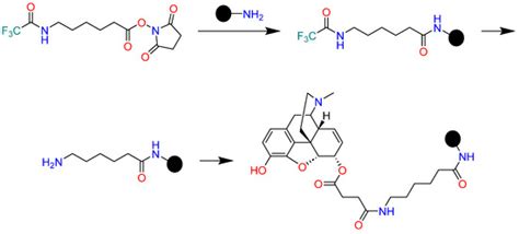 Opioids and Their Receptors: Present and Emerging Concepts in Opioid ...