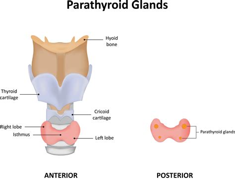 Parathyroid Gland Definition Quizlet at Ronald Caster blog