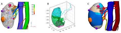 New Generation of 3D Virtual Models with Perfusional Zones ...