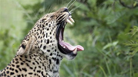 Wallpaper leopard, yawn, protruding tongue, big cat, predator hd ...