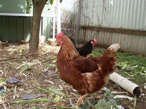 How To Raise Chickens And Get Eggs at Irene Troyer blog