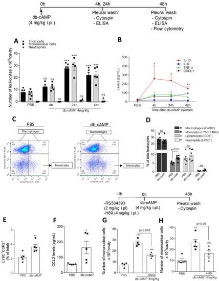 Cyclic AMP Regulates Key Features of Macrophages via PKA: Recruitment ...