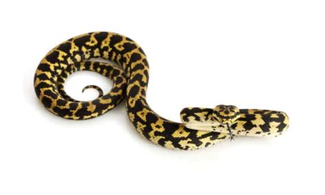 Image result for German Line Jungle Carpet Python