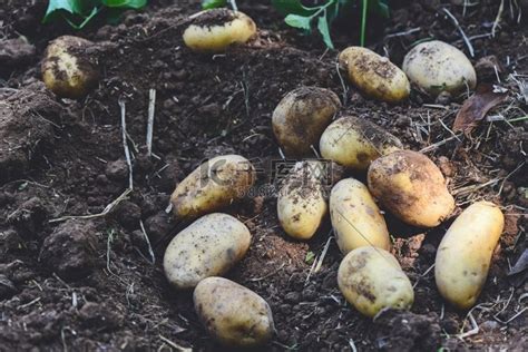 农田秋天收获的美丽马铃薯植株高清摄影大图-千库网