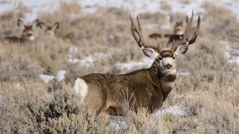 How Long Do Deer Live? | Outdoor Life