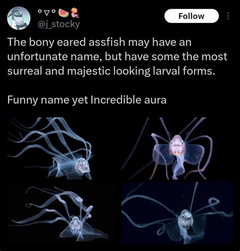 Jerry Science | The bony-eared assfish is a bathypelagic species of ...