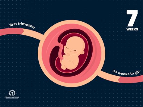 7 Weeks Pregnant: Early Signs, Symptoms & What to Expect