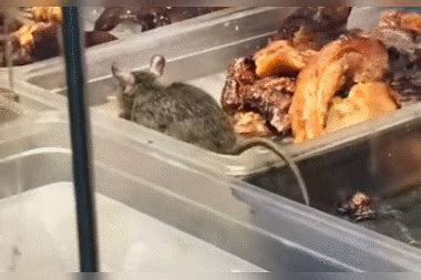 【广东】某商场卤味店柜台内 惊现老鼠在自由穿梭偷吃_柜台_老鼠_自由