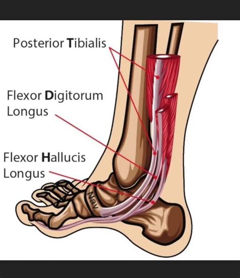 Non displaced navicular fractures causes diagnosis treatment – Artofit