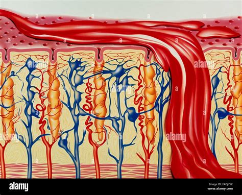 Uterine Wall Shedding Center For Uterine Fibroids