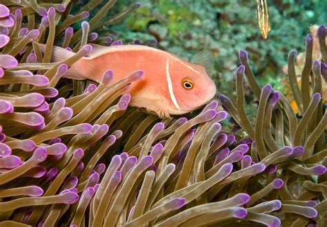 Image result for How Do Fish Sound