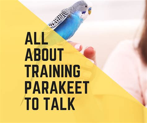 How To Train A Parakeet To Talk? [2022 Guide] - Birds News