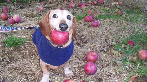 What's The 'Dog With Apple' Meme? The 'Apple Dog' AI Videos On TikTok ...
