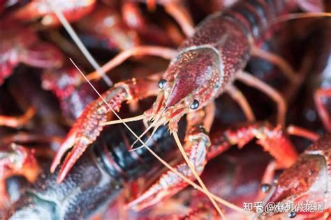 日本即将禁售小龙虾，背后是什么原因？ - 知乎