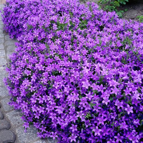 Wall bellflower 'Dalmation bellflower' | Flowers perennials, Flower ...