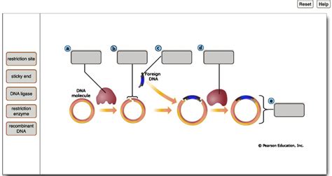 Recombinant DNA 的图像结果