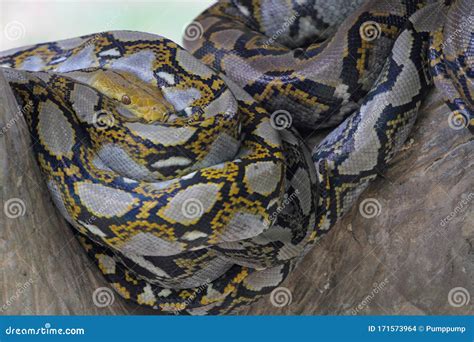 Image result for Burmese Python Head