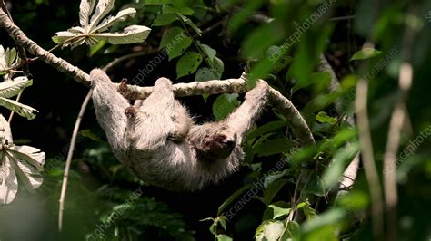 Image result for Hanging Three Toed Sloth
