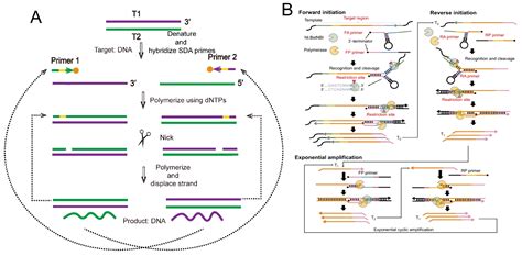 Types and Applications of Nicking Enzyme-Combined Isothermal Amplification