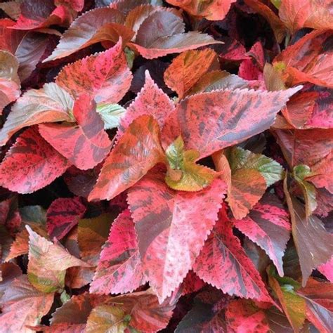 Acalypha Red | Foliage Plants | Della Nursery | Della Luxury Projects ...