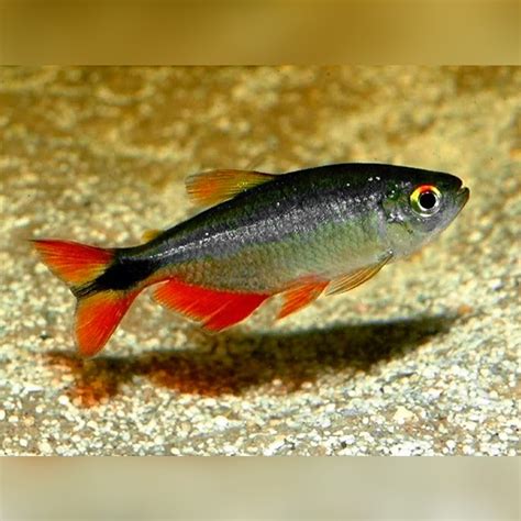 Buenos Aires Tetra (Hyphessobrycon anisitsi) | Riverpark Aquatics