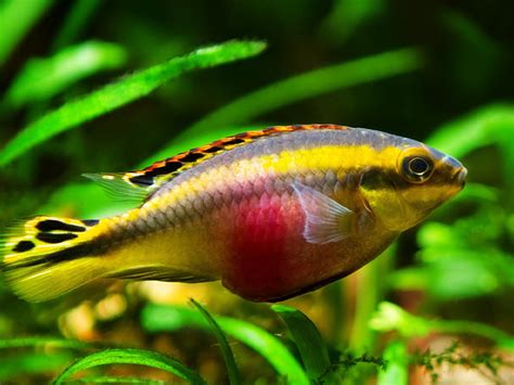 Chennai Aquarium - India’s #1 Online Aquarium & Aquascaping Store