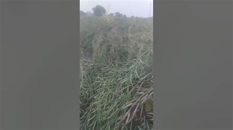 Image result for Mar Java Song Lyrics