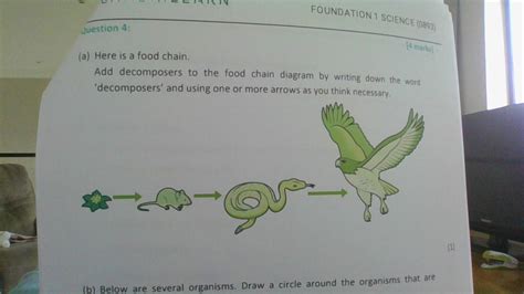 Where should i put the decomposers? Please help me! - Brainly.in