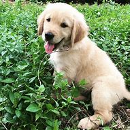 Image result for Cute Big Puppies