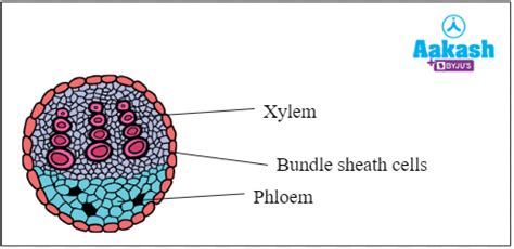 Anatomy of Dicotyledonous Leaves, Practice Problems and FAQs in Biology ...