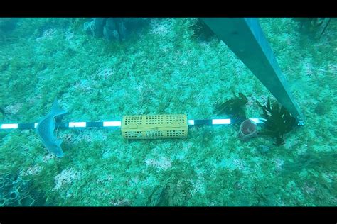 Image result for Salesforce Validation Fish