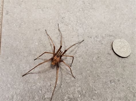 Male Kukulcania hibernalis (Southern House Spider) in Lakeland, Florida ...