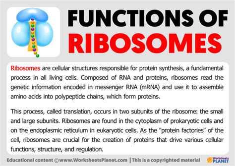 Image result for Ribosomes Structure and Function