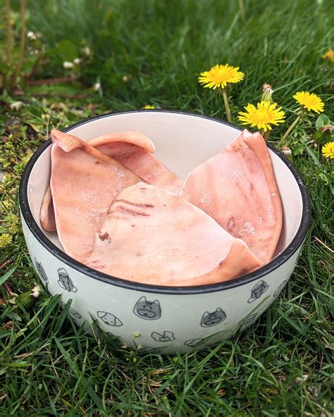 On-Sale – My Pet Carnivore