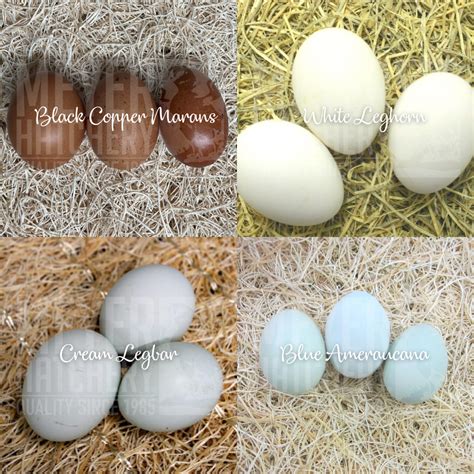 Entering Egg Competitions | Meyer Hatchery Blog