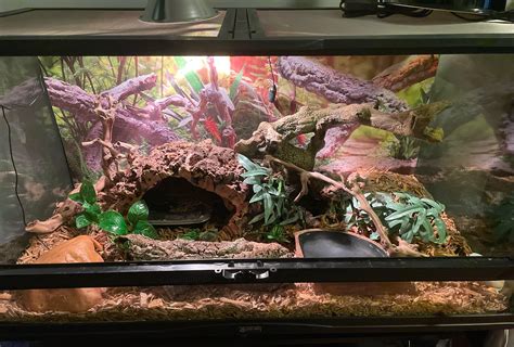 Corn Snake Enclosure Temperature at Ronald Cobbs blog