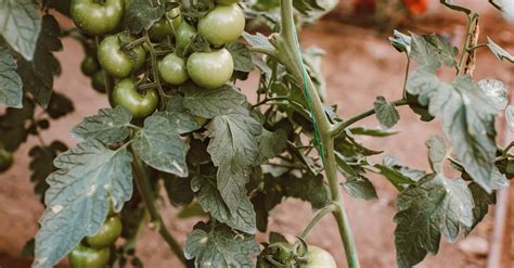 Image result for Matrix Resurrection Preview