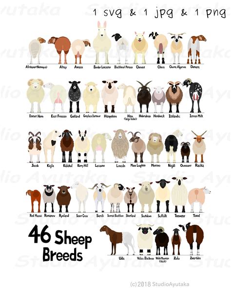 46 breeds of sheep chart svg jpg png etsy 日本 – Artofit