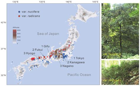 The Divergence History of Two Japanese Torreya Taxa (Taxaceae ...