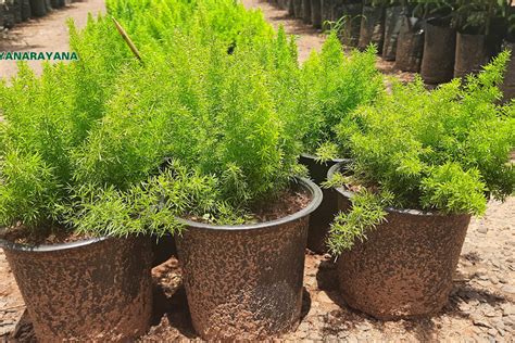 Best Nursery In Kadiyam -Sri Satyanarayana Nursery