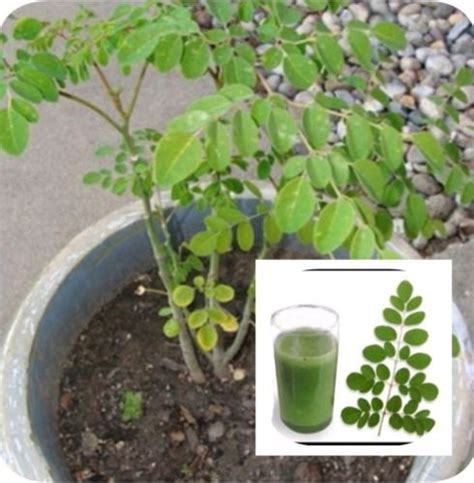 Buy Malunggay from the Philippine Bureau of Industry 20 Moringa Online ...