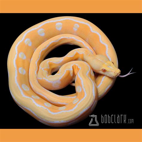 Image result for Tiger Python -V