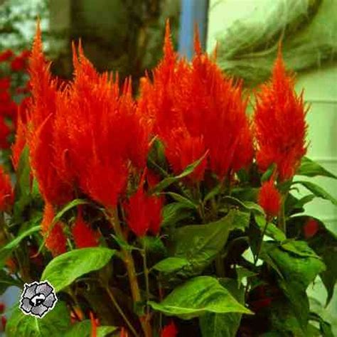 Physical Aspiration for immortality : flower significance