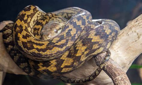 Image result for Amethystine Python Habitat