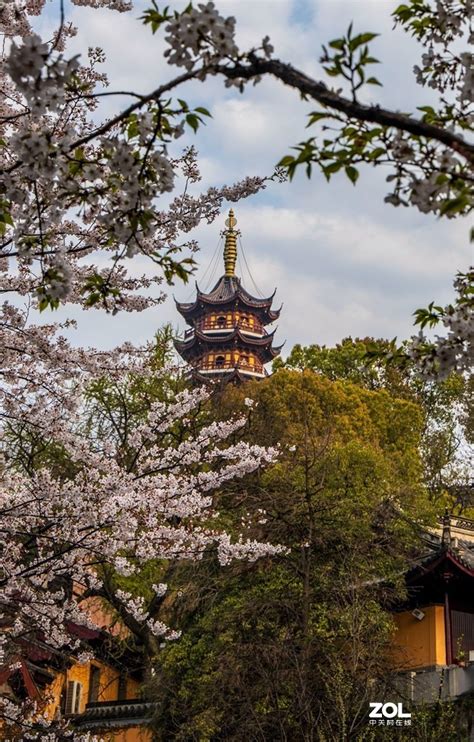 2022鸡鸣寺樱花开放时间几月什么时候开花 每年3月下旬到4月上旬去最好 - 旅游资讯 - 旅游攻略