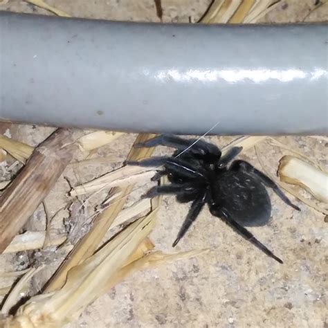 Black house spider (badumna insignis) : r/spiders