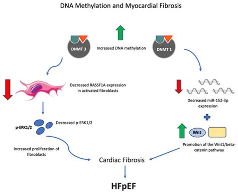 Epigenetics in Heart Failure: Role of DNA Methylation in Potential ...