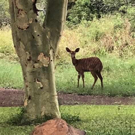 NKONKONI TIGER FISHING CAMP (Jozini) - Lodge Reviews & Photos - Tripadvisor