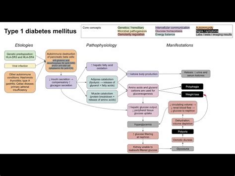 Type 1 Diabetes Mellitus (mechanism Of Disease) [081e9e]